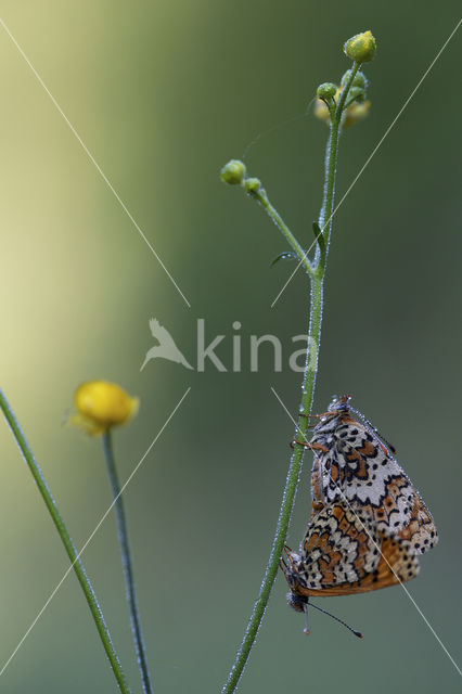 Glanville Fritellary (Melitaea cinxia)