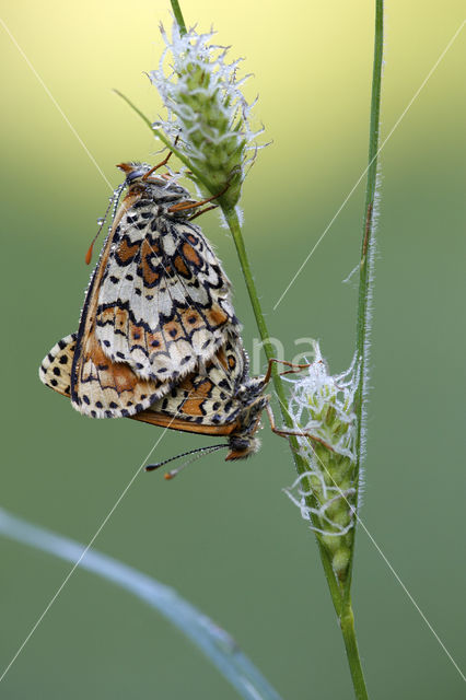 Veldparelmoervlinder (Melitaea cinxia)