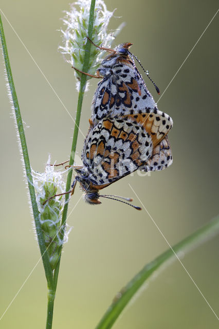 Veldparelmoervlinder (Melitaea cinxia)