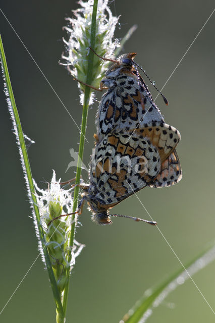 Veldparelmoervlinder (Melitaea cinxia)