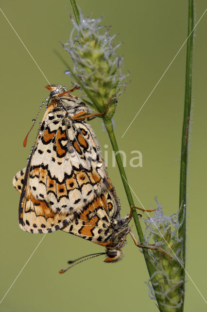 Veldparelmoervlinder (Melitaea cinxia)