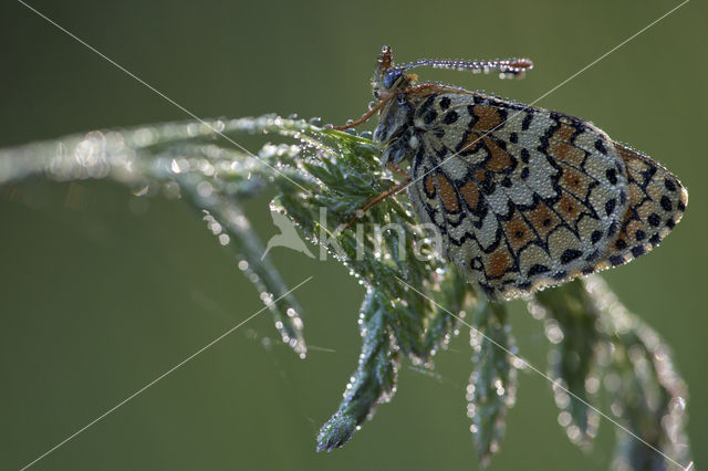 Veldparelmoervlinder (Melitaea cinxia)