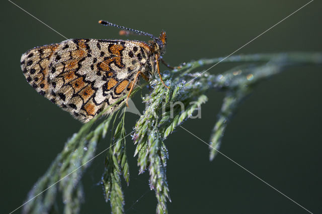 Veldparelmoervlinder (Melitaea cinxia)