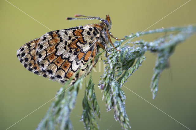 Veldparelmoervlinder (Melitaea cinxia)