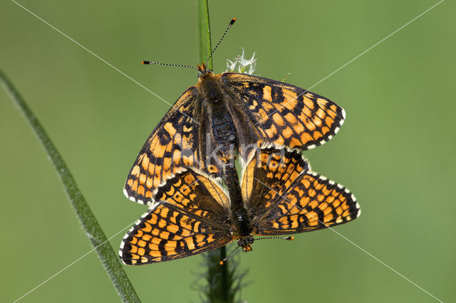 Glanville Fritellary (Melitaea cinxia)