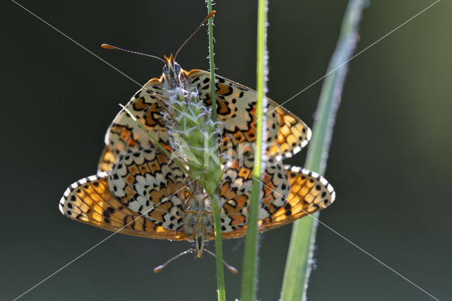 Veldparelmoervlinder (Melitaea cinxia)