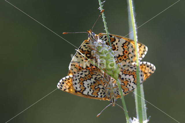 Veldparelmoervlinder (Melitaea cinxia)