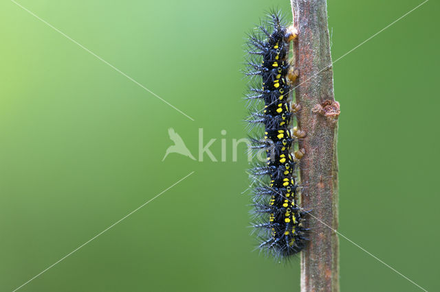 Roodbonte parelmoervlinder (Euphydryas maturna)