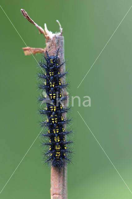 Scarce Fritillary (Euphydryas maturna)
