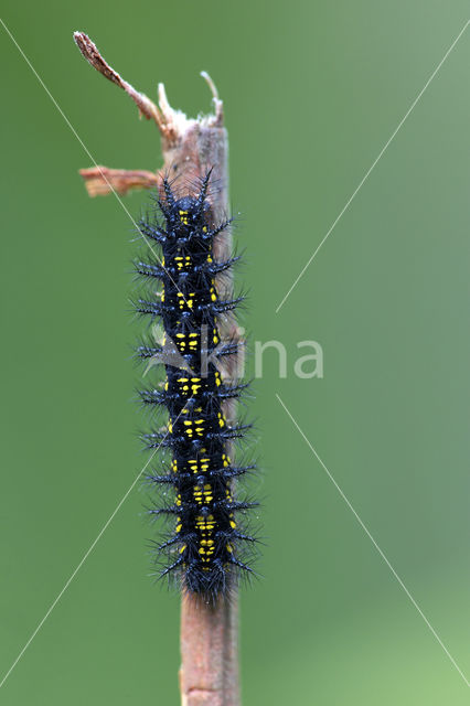 Roodbonte parelmoervlinder (Euphydryas maturna)