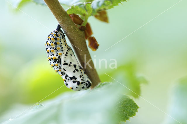 Roodbonte parelmoervlinder (Euphydryas maturna)