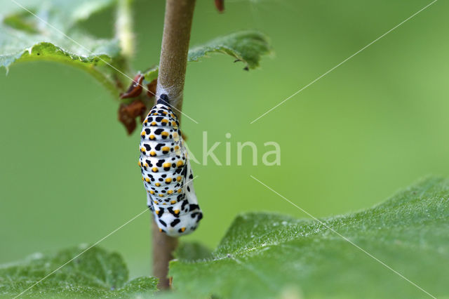 Scarce Fritillary (Euphydryas maturna)