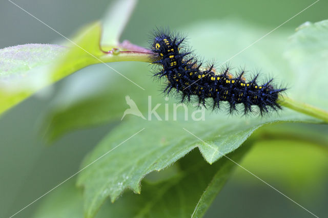 Scarce Fritillary (Euphydryas maturna)