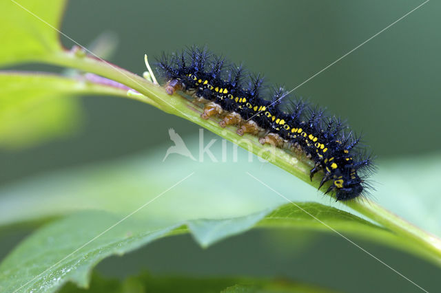 Roodbonte parelmoervlinder (Euphydryas maturna)