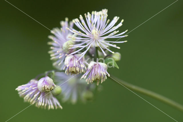 Greater Meadow-rue (Thalictrum aquilegifolium)