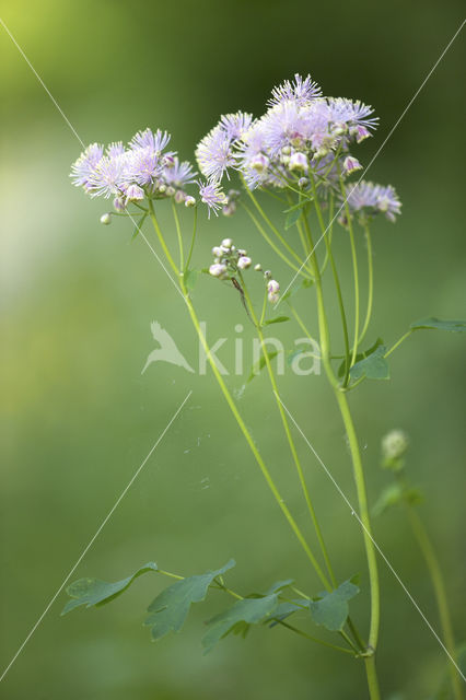 Greater Meadow-rue (Thalictrum aquilegifolium)