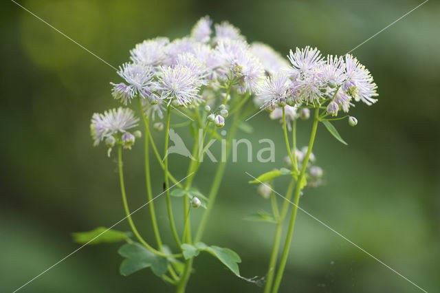 Greater Meadow-rue (Thalictrum aquilegifolium)