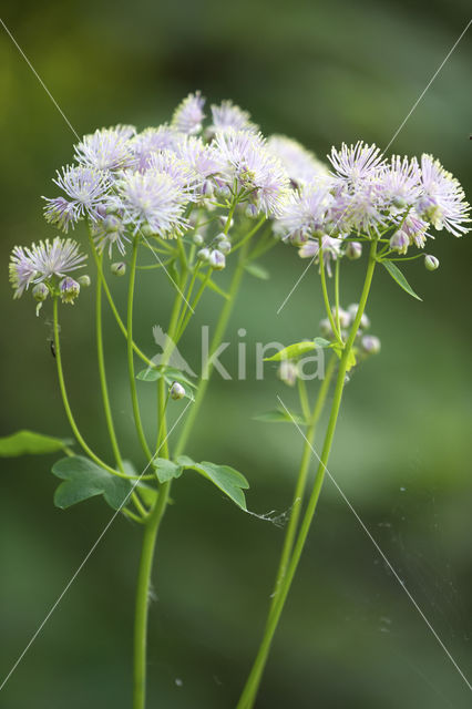 Greater Meadow-rue (Thalictrum aquilegifolium)