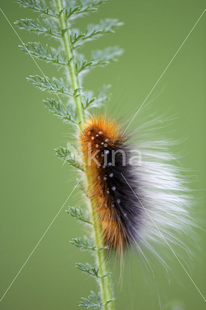 Garden Tiger (Arctia caja)