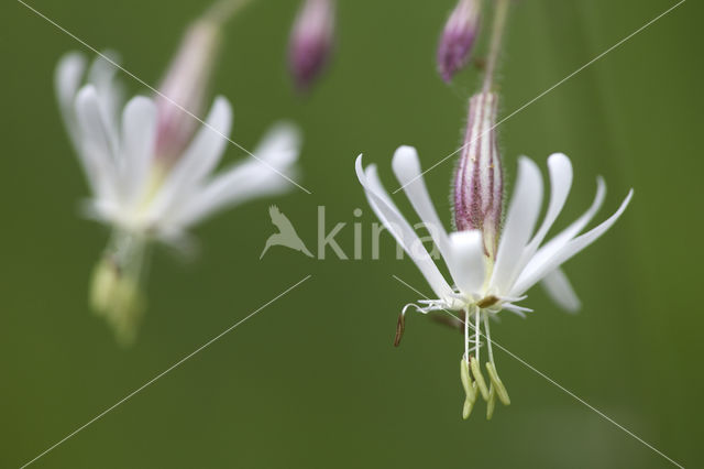 Night-flowering Campion (Silene noctiflora)