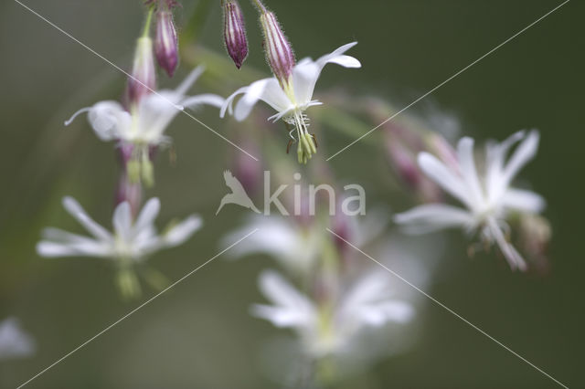 Nachtkoekoeksbloem (Silene noctiflora)