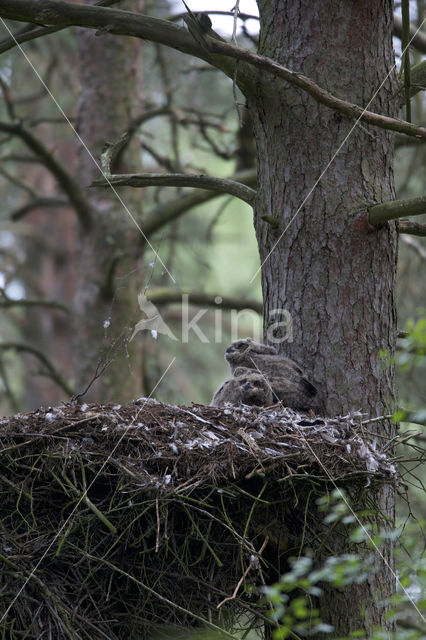 Eurasian Eagle-Owl (Bubo bubo)