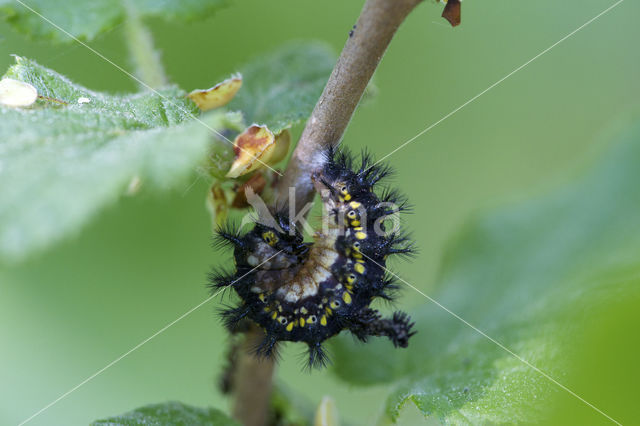 Roodbonte parelmoervlinder (Euphydryas maturna)