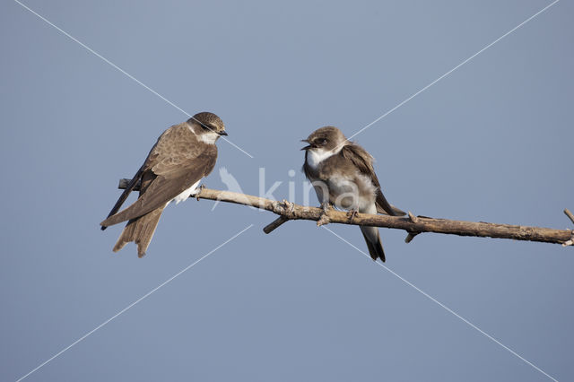 Bank Swallow (Riparia riparia)