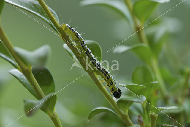 Buxusmot (Glyphodes perspectalis)