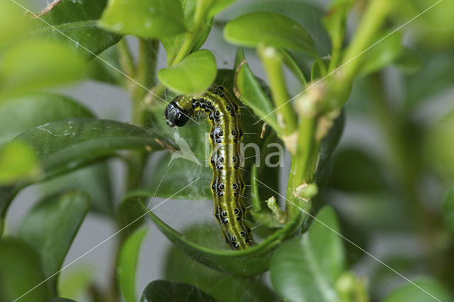 Buxusmot (Glyphodes perspectalis)