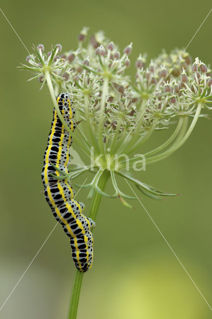 Vlasbekuiltje (Calophasia lunula)