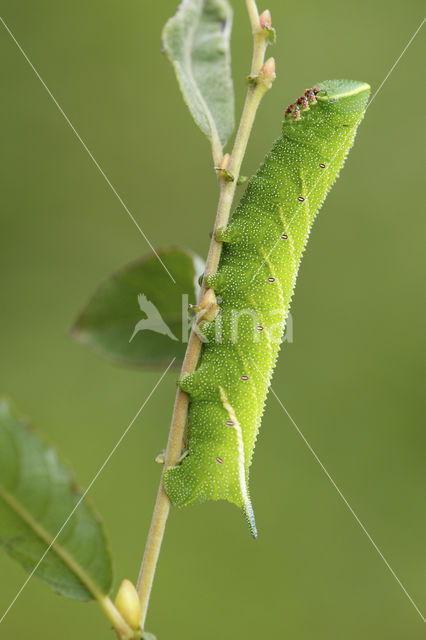 Eyed Hawk-moth (Smerinthus ocellata)