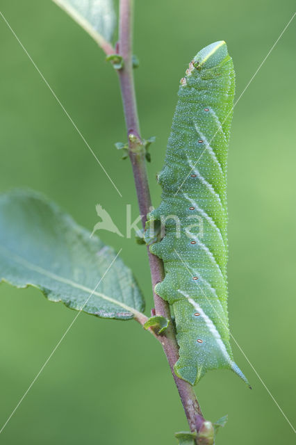 Eyed Hawk-moth (Smerinthus ocellata)