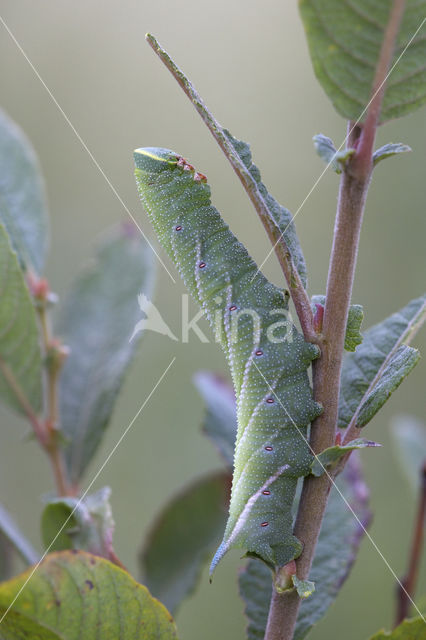 Eyed Hawk-moth (Smerinthus ocellata)