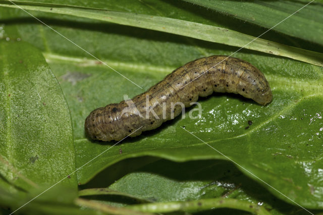 Gewone worteluil (Agrotis exclamationis)