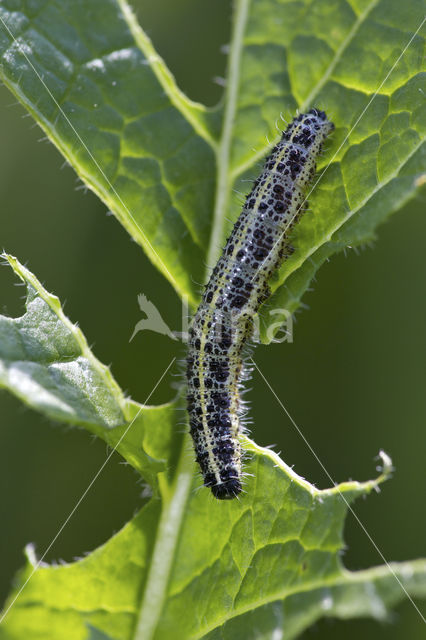 Groot koolwitje (Pieris brassicae)