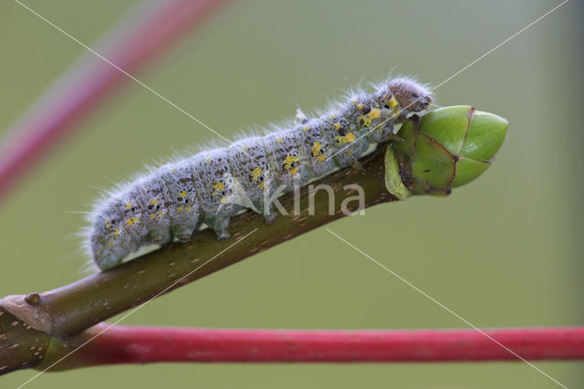 Bruine wapendrager (Clostera curtula)