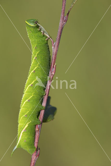 Eyed Hawk-moth (Smerinthus ocellata)