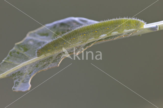 Klein koolwitje (Pieris rapae)