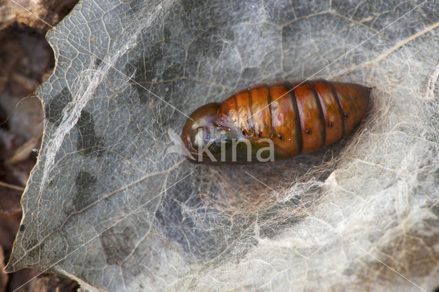 Bruine wapendrager (Clostera curtula)