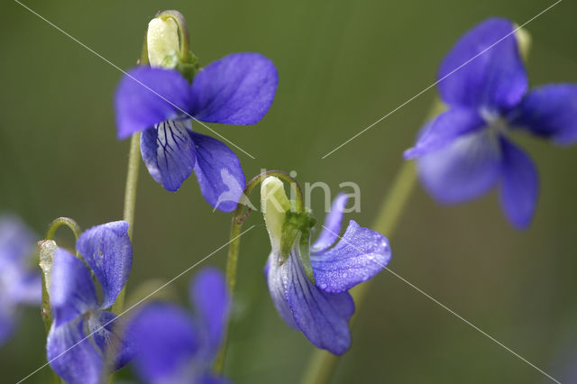 Bleeksporig bosviooltje (Viola riviniana)