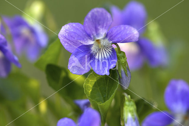 Bleeksporig bosviooltje (Viola riviniana)