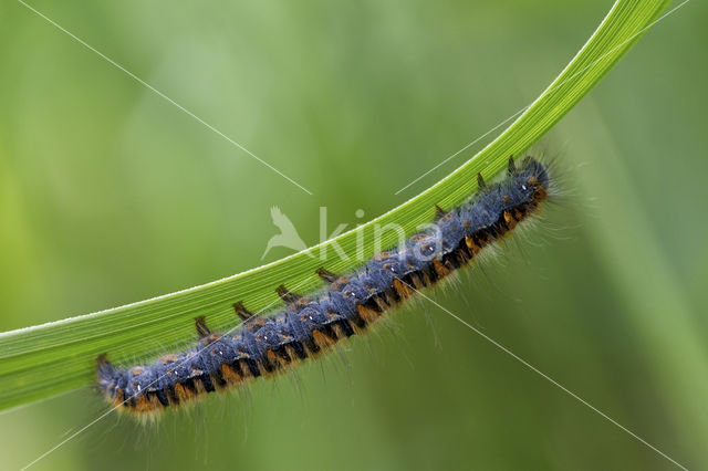 Northern Eggar (Lasiocampa quercus)