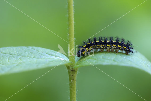 Roodbonte parelmoervlinder (Euphydryas maturna)