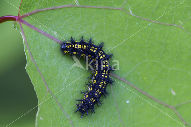 Roodbonte parelmoervlinder (Euphydryas maturna)