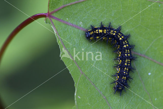 Roodbonte parelmoervlinder (Euphydryas maturna)