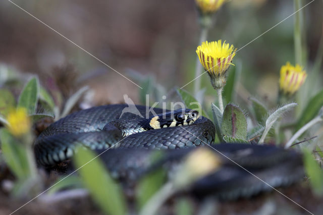 Grass Snake (Natrix natrix)