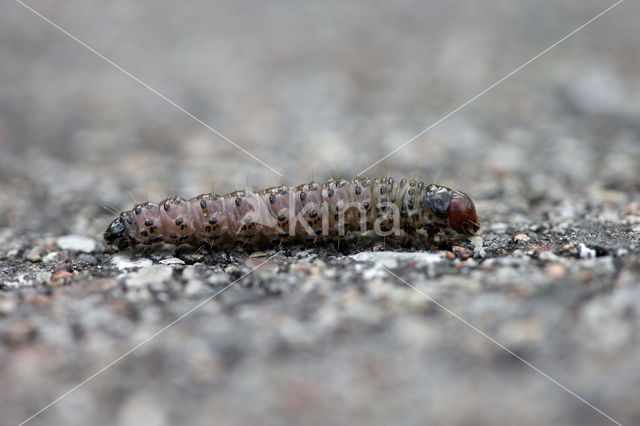 Graswortelvlinder (Apamea monoglypha)