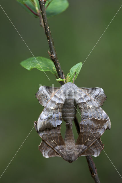 Poplar Hawk-moth (Laothoe populi)