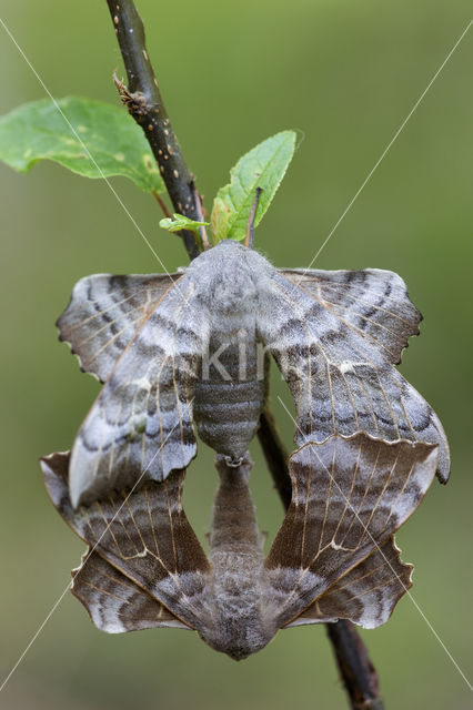 Poplar Hawk-moth (Laothoe populi)
